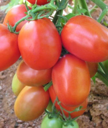 Hft012 Determinate Oval Tomato Seeds Roma Type Hybrid