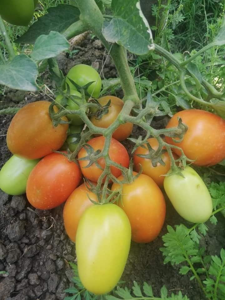 Hft012 Determinate Oval Tomato Seeds Roma Type Hybrid 2