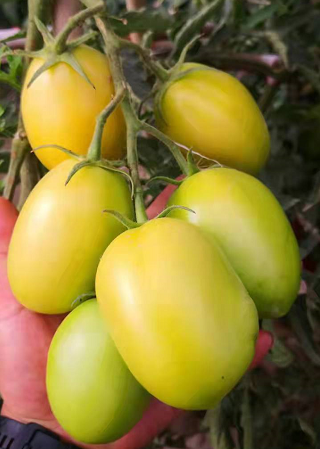 Hft012 Determinate Oval Tomato Seeds Roma Type Hybrid 3