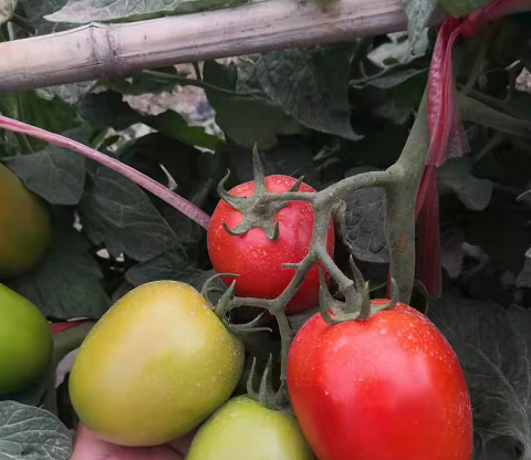 Hft012 Determinate Oval Tomato Seeds Roma Type Hybrid 4