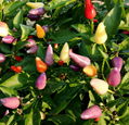 Bullet Head Colorful Pepper Lantern Pepper Seeds 1