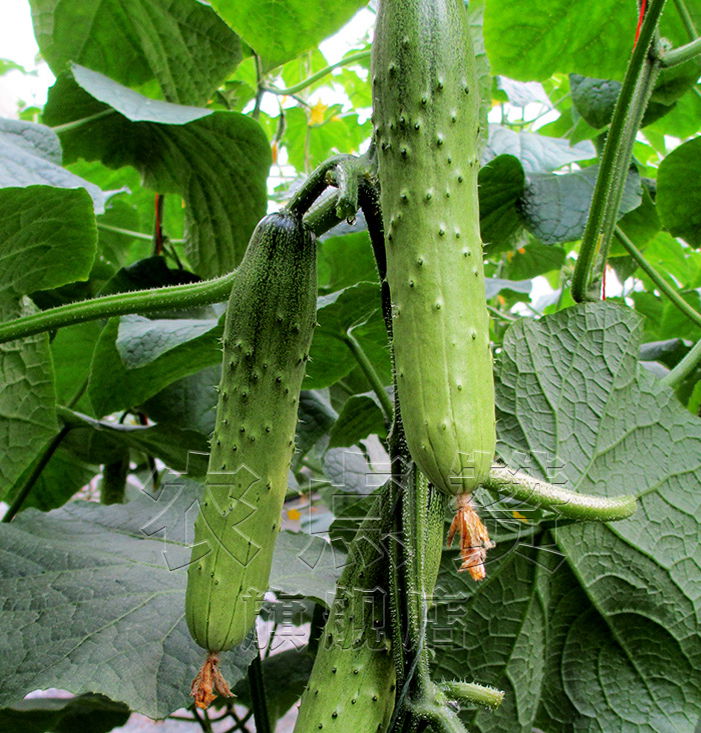 Heat and Cold Resistance Cucumber Seeds