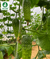 Heat and Cold Resistance Cucumber Seeds 2