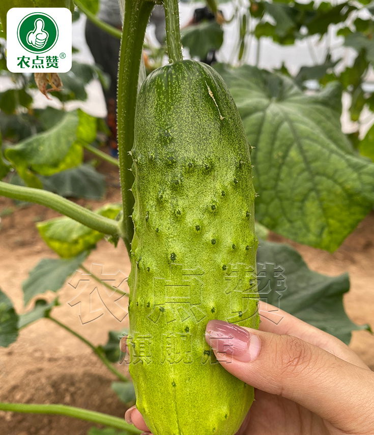 Heat and Cold Resistance Cucumber Seeds 3