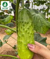 Heat and Cold Resistance Cucumber Seeds 3