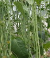 Thick Strips Green and Tender Flesh Cowpea Seeds