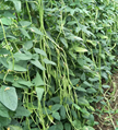 Thick Strips Green and Tender Flesh Cowpea Seeds 3