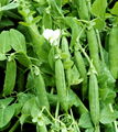 High Yield Sweat Peas Seeds Chinese Vegetable Seeds 3