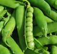 High Yield Sweat Peas Seeds Chinese Vegetable Seeds 4