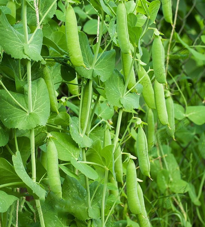 High Yield Sweat Peas Seeds Chinese Vegetable Seeds 5