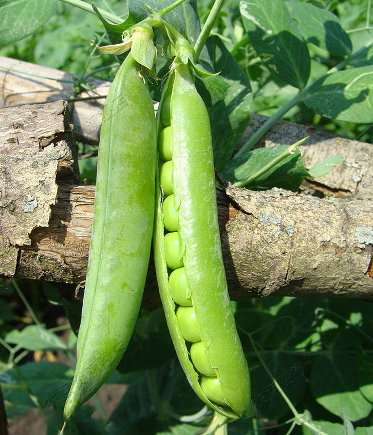 High Yield Sweat Peas Seeds Chinese Vegetable Seeds