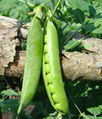 High Yield Sweat Peas Seeds Chinese