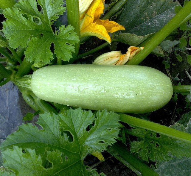 Hybrid Smooth Light Green Skin Squash Seeds 4