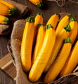 Yellow Skin Hybrid Squash Fruit Banana Zucchini Seeds