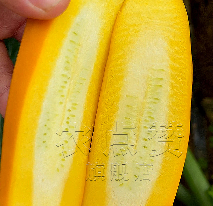 Yellow Skin Hybrid Squash Fruit Banana Zucchini Seeds 2