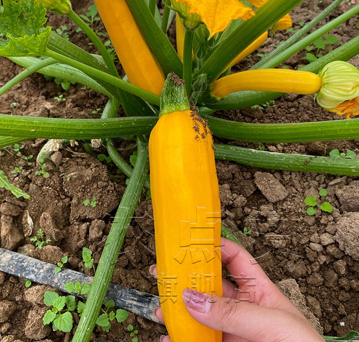 Yellow Skin Hybrid Squash Fruit Banana Zucchini Seeds 3