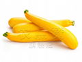 Yellow Skin Hybrid Squash Fruit Banana Zucchini Seeds 4