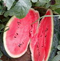 Black Chairman Strong Growth Watermelon Seeds