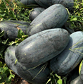 Black Chairman Strong Growth Watermelon Seeds 4