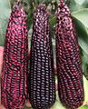 Black Sweet Glutinous Rice Corn Seeds 2