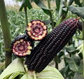 Black Sweet Glutinous Rice Corn Seeds 1