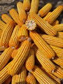 Disease and Lodging Resistance Maize for