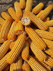 Disease and Lodging Resistance Maize for Grains Corn Seeds