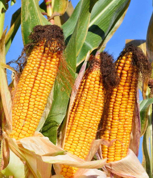 Disease and Lodging Resistance Maize for Grains Corn Seeds 2