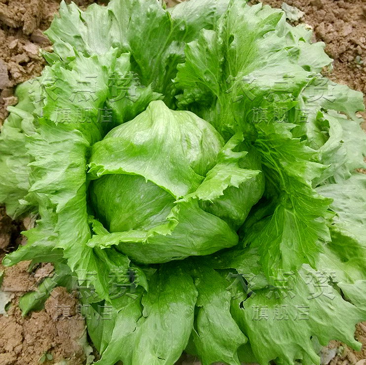 Sweet and Crisp Heading Lettuce Seeds 2