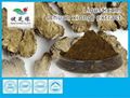 Ligusticum Root Extract 1