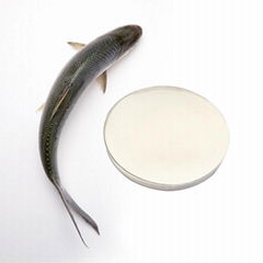 Pure hydrolysate fish collagen peptide from freshwater tilapia skin and scales