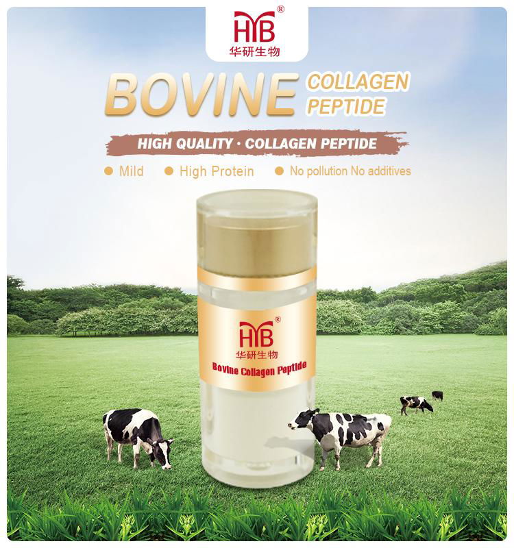 China Bovine Collagen Factory Pure Bovine Collagen Powder  4