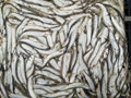 Frozen Capelin 1