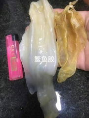 北海公膠優質花膠公鰲魚膠公肚陰