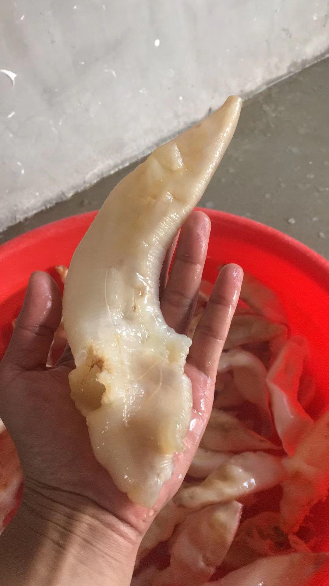 馬友膠花膠干貨深海魚膠 3