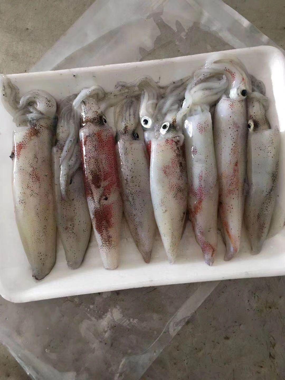 北部灣北海鮮魷魚海鮮水產生鮮魷魚
