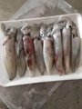北部灣北海鮮魷魚海鮮水產生鮮魷