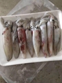 北部灣北海鮮魷魚海鮮水產生鮮魷