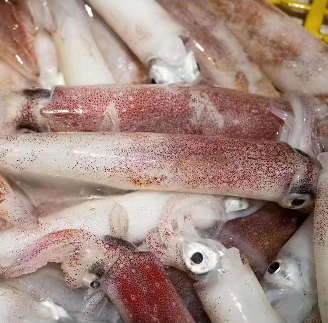北部灣北海鮮魷魚海鮮水產生鮮魷魚 4