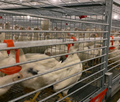 河南中州牧業養殖設備6層層疊熱鍍鋅蛋種肉雞籠 1