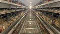 河南中州牧業養殖設備6層層疊熱鍍鋅蛋種肉雞籠 4