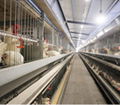 河南中州牧业养殖设备6层层叠热镀锌蛋种肉鸡笼 5