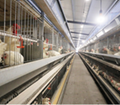 河南中州牧業養殖設備6層層疊熱鍍鋅蛋種肉雞籠 5