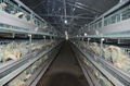 厂家中州牧业热镀锌8层层叠养殖设备鸡笼设备 5