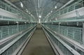 使用河南中州層疊式蛋雞籠科學環保養殖安全無憂