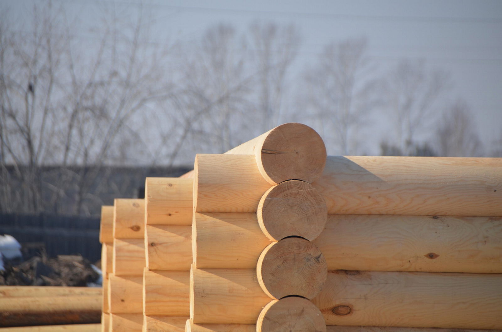 Rounded log of Siberian pine 4