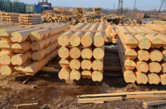 Rounded log of Siberian pine