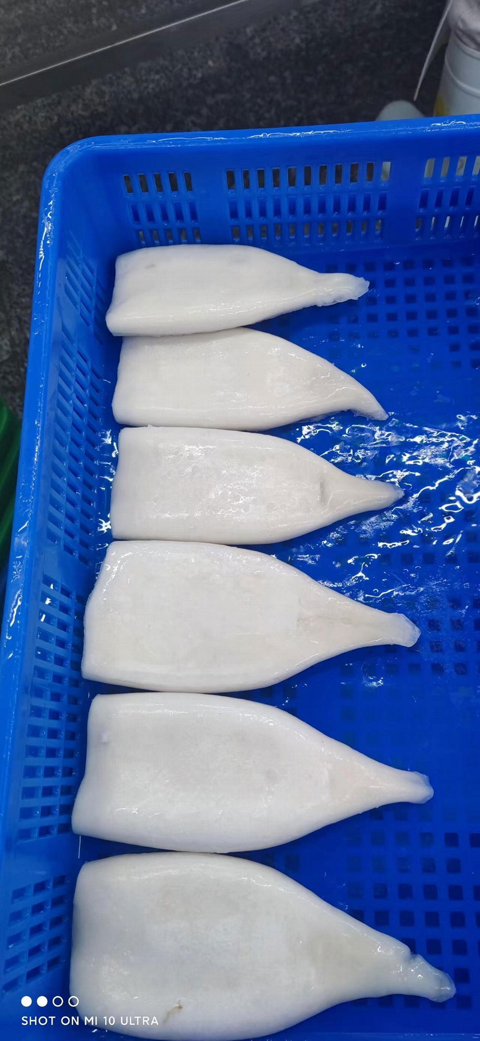 frozen illex squid tube price seafood 3