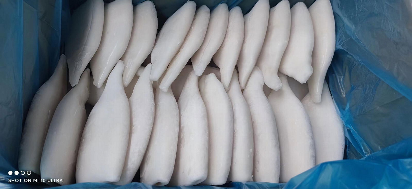 frozen illex squid tube price seafood