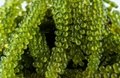 High quality caulerpa lentillifera/ sea grapes/ green caviar from Viet Nam